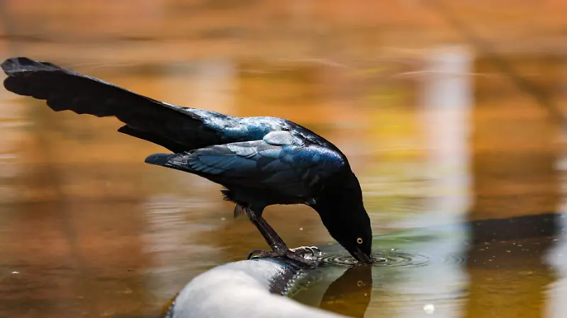 AVES 